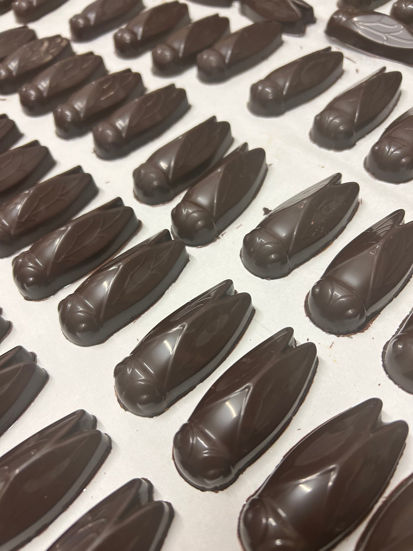 Coffret Cigales- Chocolat Blanc,Lait et Noir Fourrés Praliné Croustillant